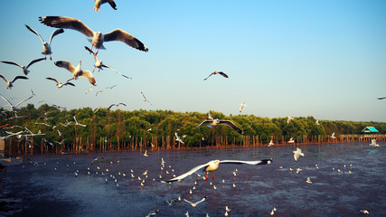A seagull flying on blue sky background with copy space