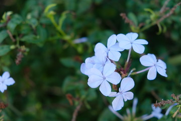 Flowers in bloom white blossoms
