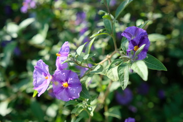 Flowers in bloom purple flowers