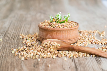 Natural organic green buckwheat in wooden plate on wooden background, selective focus, healthy eating concept 
