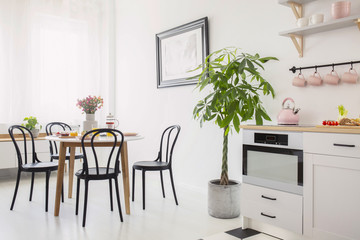 Black chairs at table with flowers in white dining room interior with plant and kitchenette. Real photo