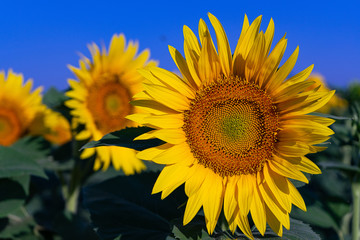 L'energia del girasole