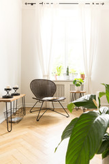 Sun shining into a room interior with a rattan and metal chair and plants standing on a wooden floor. Big window with lace curtains in the background. Real photo.