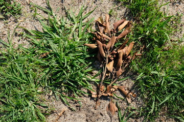 Dead plant on grass and ground