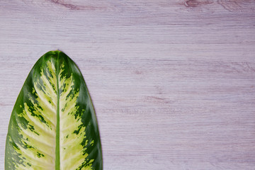 Dieffenbachia green leaf on a wooden background