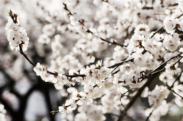 Apricot tree flower with buds blooming at sptingtime, vintage retro floral background, shallow depth of field