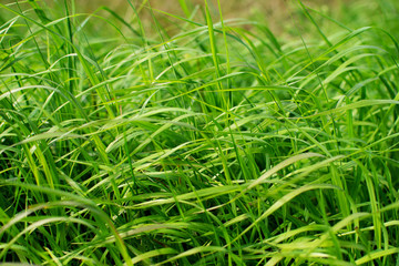 Close up of fresh thick grass with water drops in the early morning