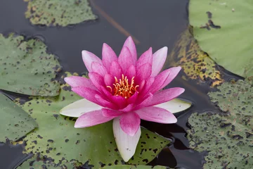 Foto op Canvas fel gekleurde waterlelie in het water © JoveImages