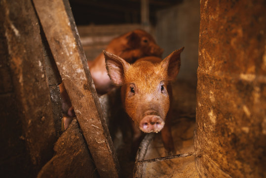 Close-up of a pig playing in a pigsty. Group of pigs.