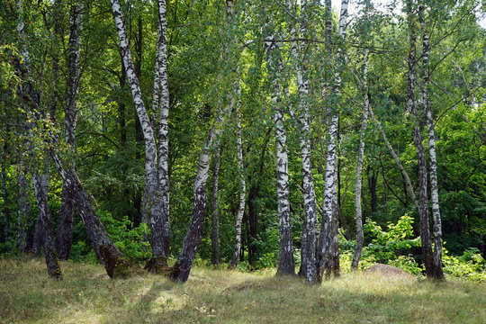 Fototapeta Birch trees in the forest