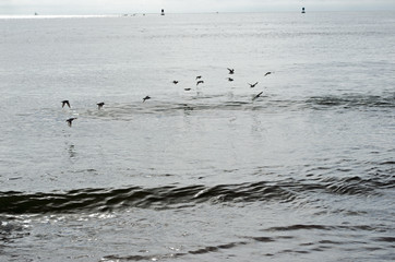 Naklejka premium Birds flying at sea beach. Water, sand