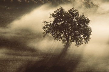 Single olive tree in the beautiful sunny fog at sunrise, natural background with sun rays through the mist