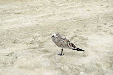 Seagull sitting on the sand at beach. Beak, sunny