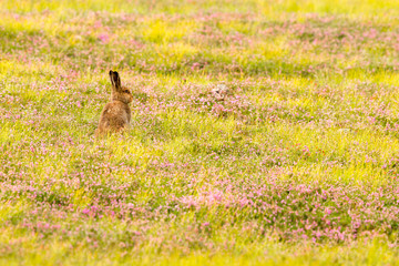 mountain hare leveret