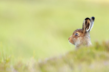 mountain hare leveret