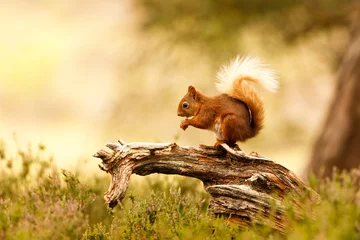 Foto auf Acrylglas Eichhörnchen Rotes Eichhörnchen