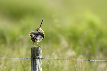 Snipe looking up on post