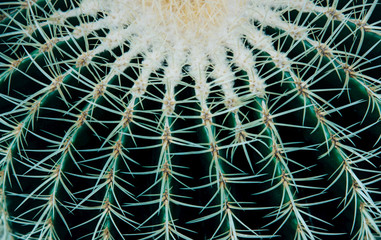 Closeup of beautiful small cactus.