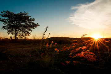 Sunset Tree