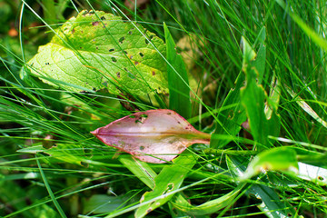 autumn leaves on grass