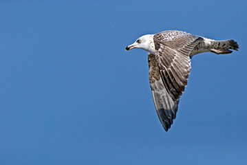 eine Möwe macht noch keinen Sommer