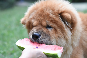 Woman feeding chow chow dog with watermelon. Woman give watermelon to her dog