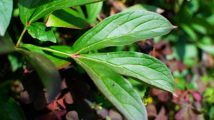 beautiful leaves background for wallpaper and backdrop