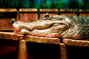 crocodile au repos