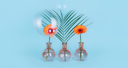 Orange daisy flower in a vase on trendy background.