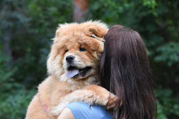 Woman play with chow chow dog in park. Woman and dog in park