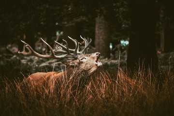 Deer calling during rut