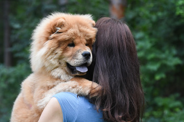 Woman play with chow chow dog in park. Woman and dog in park - obrazy, fototapety, plakaty
