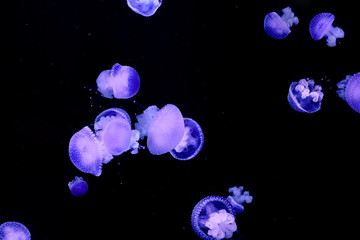 banc de méduses