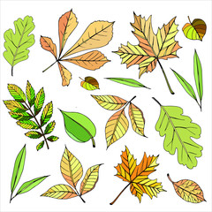 Obraz premium autumn leave maple oak rowan birch