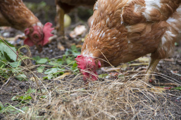 Hühner in Freilandhaltung