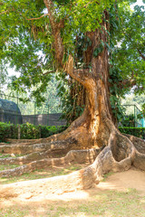 Fig tree with with flat, wide running root system from mighty buttress roots in the Royal Botanical Garden