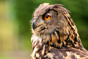 Profile portrait of owl