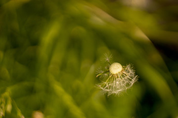 Dmuchawiec © Monika
