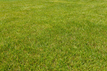 Green grass texture background