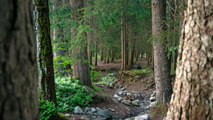 a forest path in a dark alpine forest in switzerland. Pine trees and rocks show the path leading into the forest.