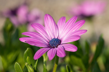 Obraz premium Blume in einem Garten