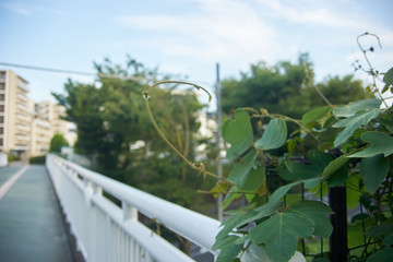橋に伸びる蔦