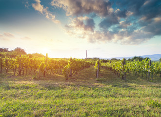 Fototapeta na wymiar Extra wide panoramic shot of a summer vineyard shot at sunset
