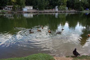 ducks on the lake