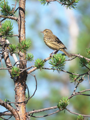 Tree Pipit