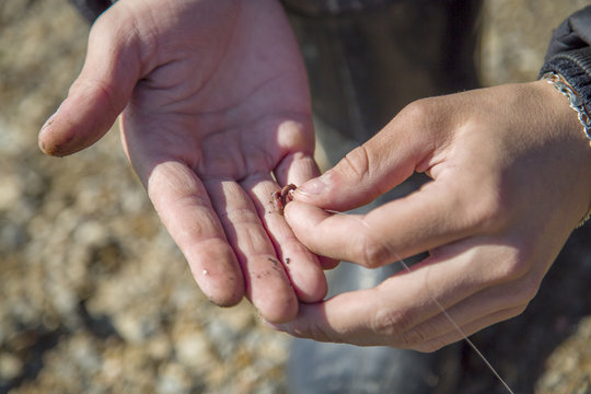 The fisherman puts the bait on the hook