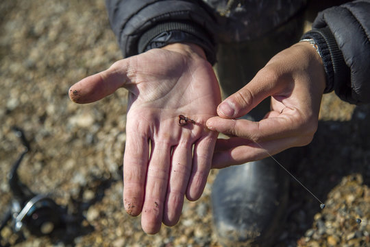 The fisherman puts the bait on the hook