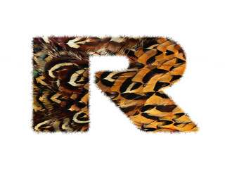 High resolution font made of pheasant feathers pattern isolated on white background.