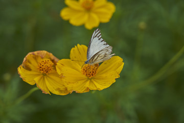 Yellow flower with butterfly 