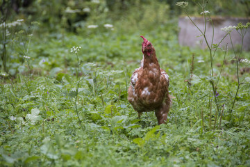 Hühner in Freilandhaltung